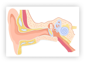 tinnitus ear diagram