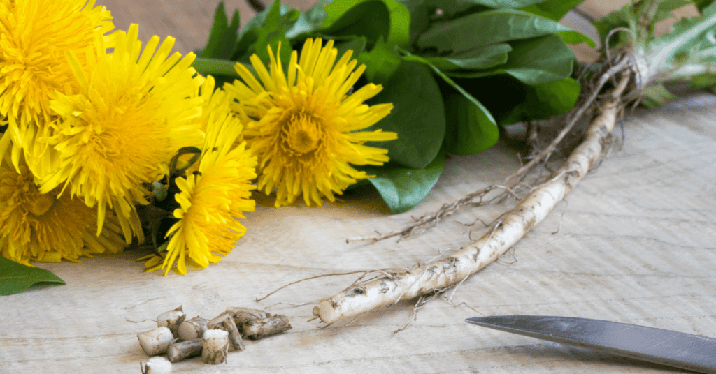 Dandelion Root with Dandelion leaves and flowers in the background