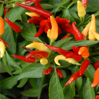 Cortexi review Image of red and yellow Capsicum Annuum peppers with leaves