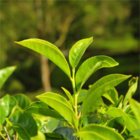 Cortexi review Image of a green tea plant with leaves