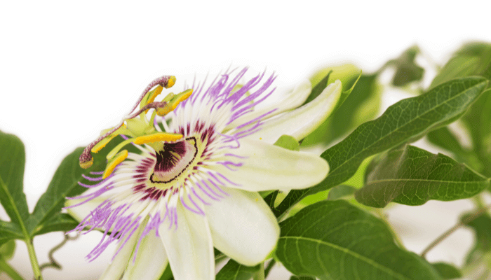 Passionflower on a white background