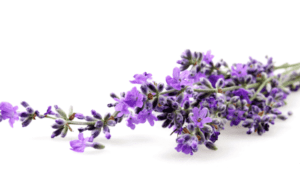 A sprig of lavender flowers