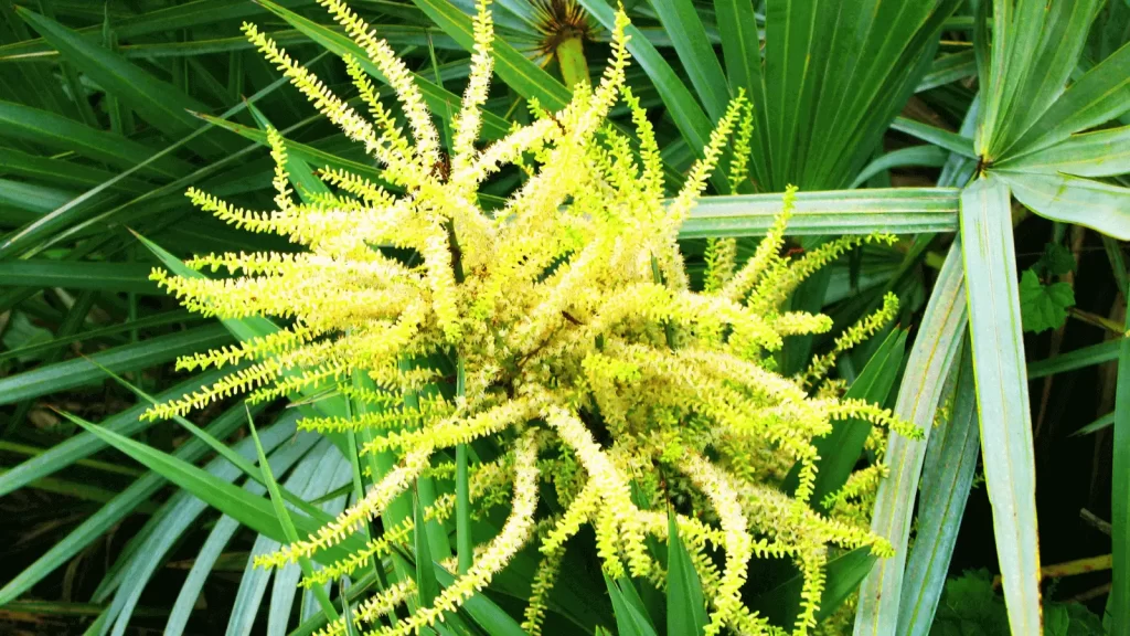 Saw Palmetto Image with flowers