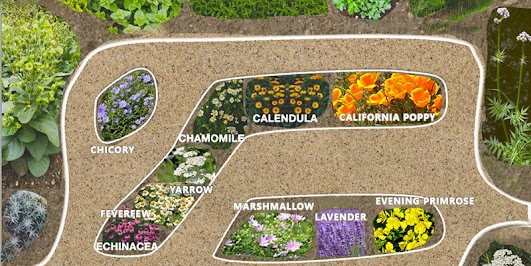 floor plan of medicinal herbs