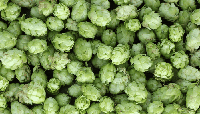 image of hops cones