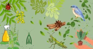 A collage of natural elements and pest control tools