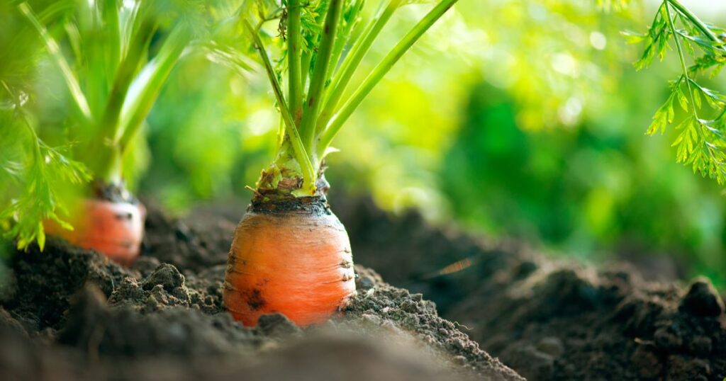 Organic Carrot Growing Closeup
