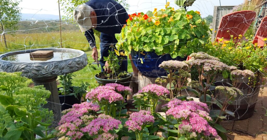 Patio Gardening With Sedum,Gardener And Pest Resistant Netting