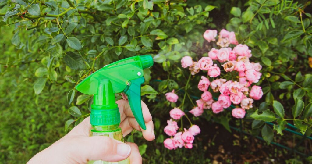Person using homemade insecticidal insect spray in garden.