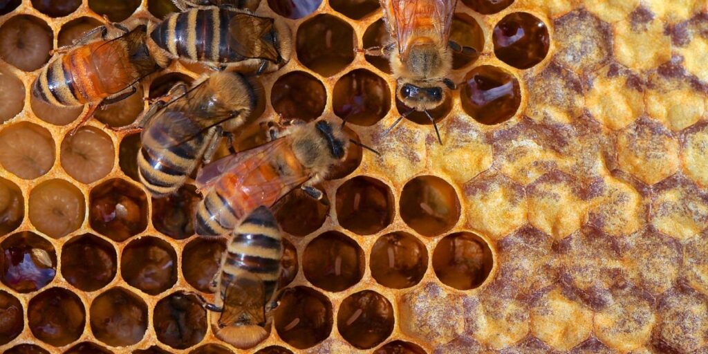 honey health benefits honey comb with bees and honey
